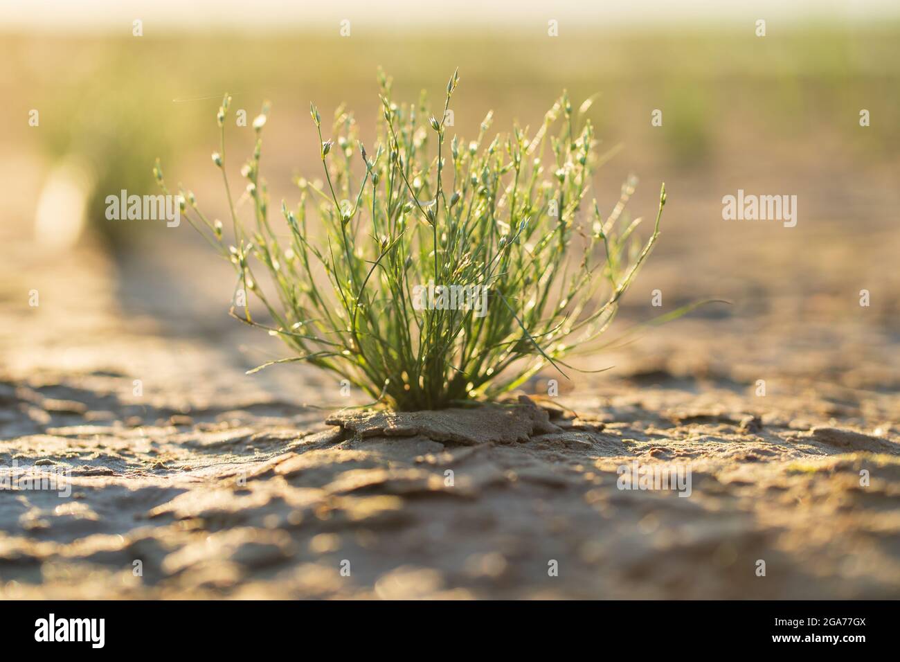 Summer wildflowers in sunrise hi-res stock photography and images - Alamy