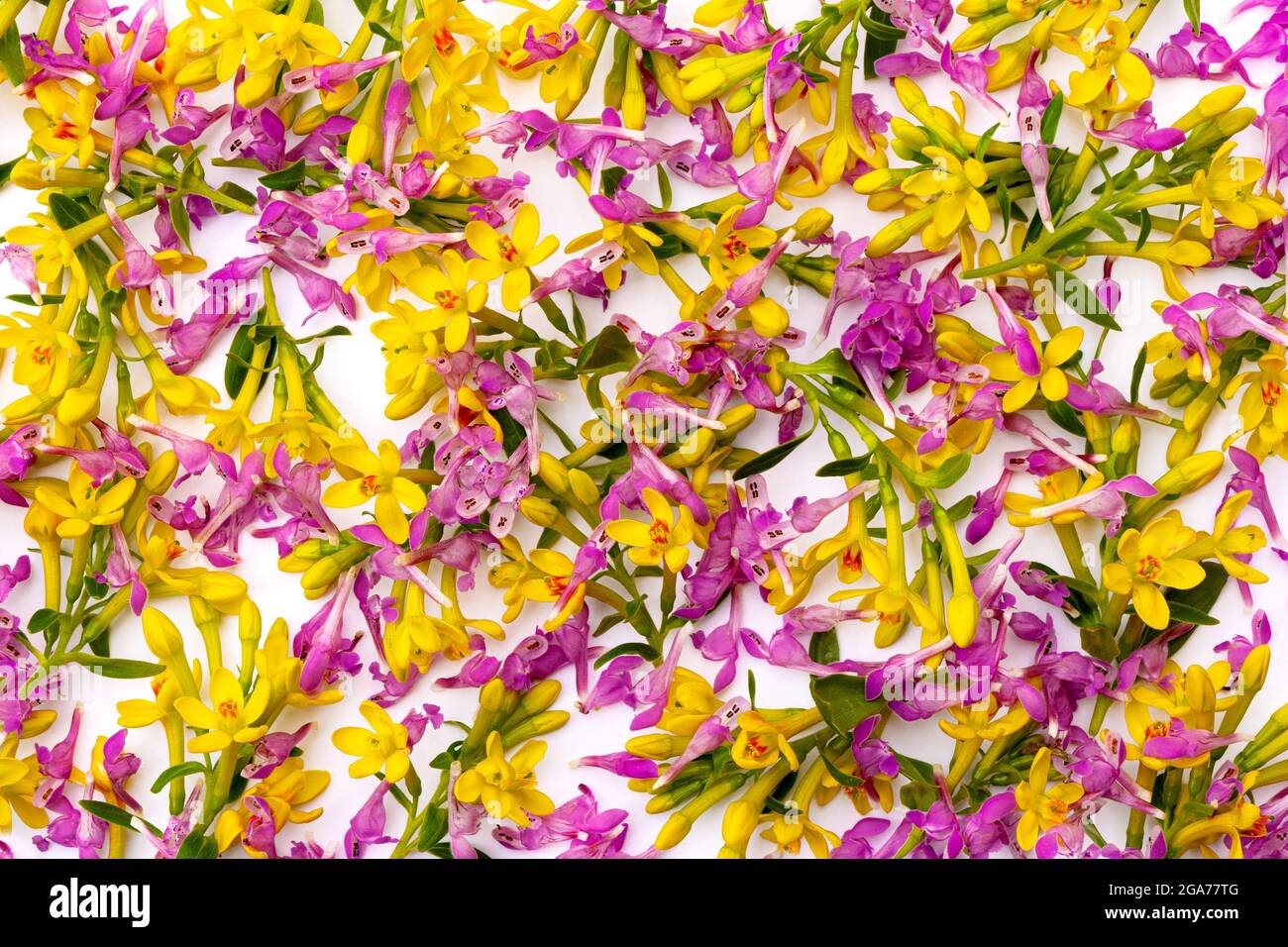 many small twigs with yellow and pink spring flowers arranged in a chaotic manner on a white background Stock Photo