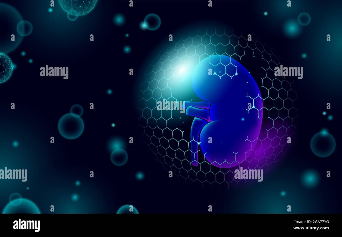 Low poly 3D human kidney shield protect. Medicine recovery technology ...