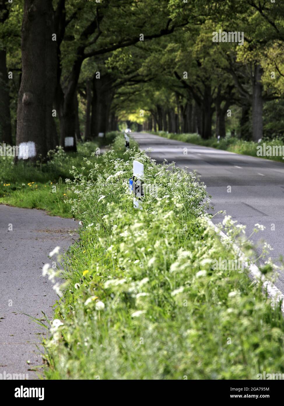 OSTERHOLZ SCHARMBECK, GERMANY - May 23, 2021: Road outside the village with trees, avenue, plants, overgrown green strips separate the bike path from Stock Photo