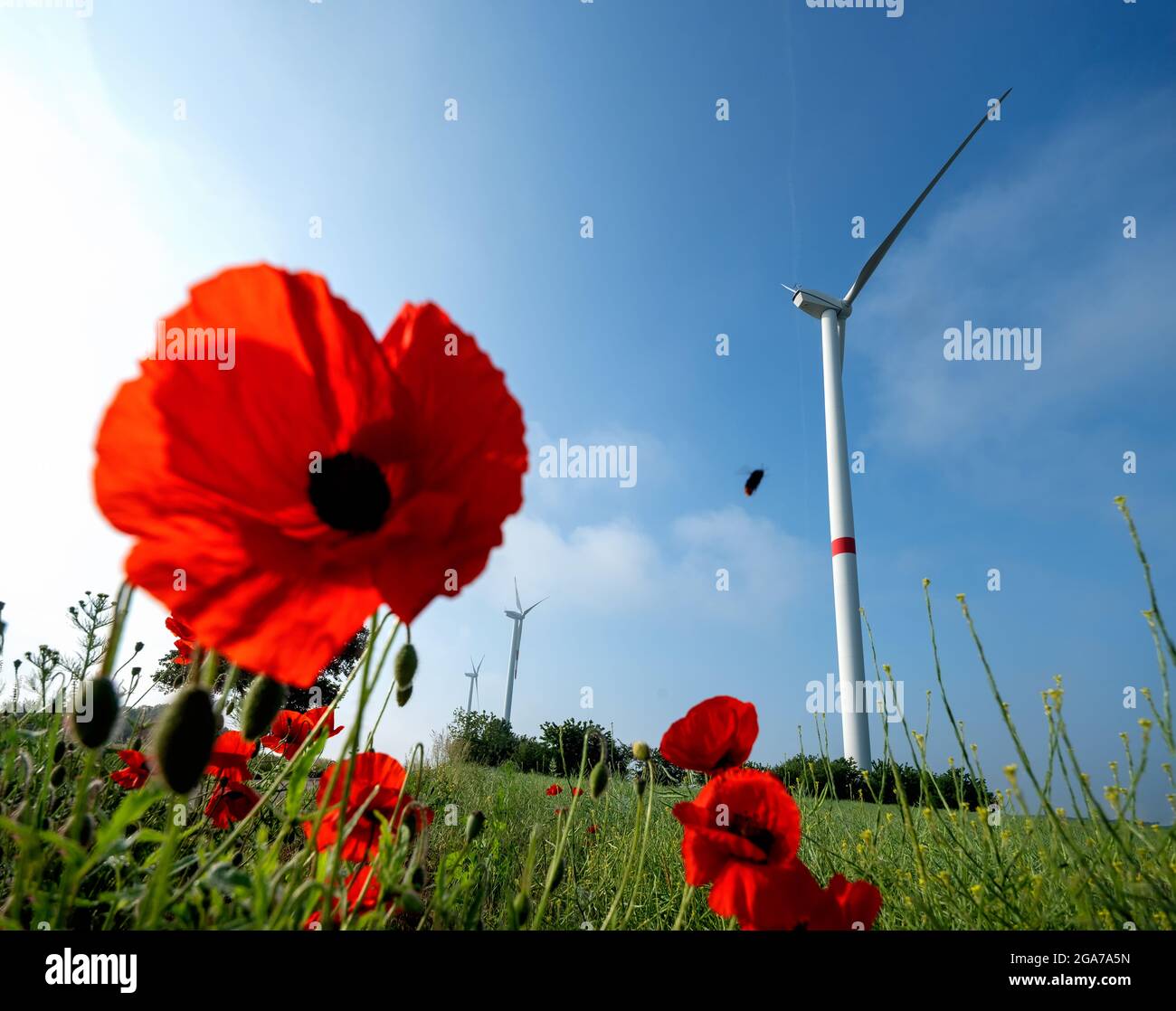 Poppy flowers in the field with wind energy turbines in the background and blue sky at windfarm Windpark Ravensteiner Höhe, Erlenbach, Germany, copy s Stock Photo