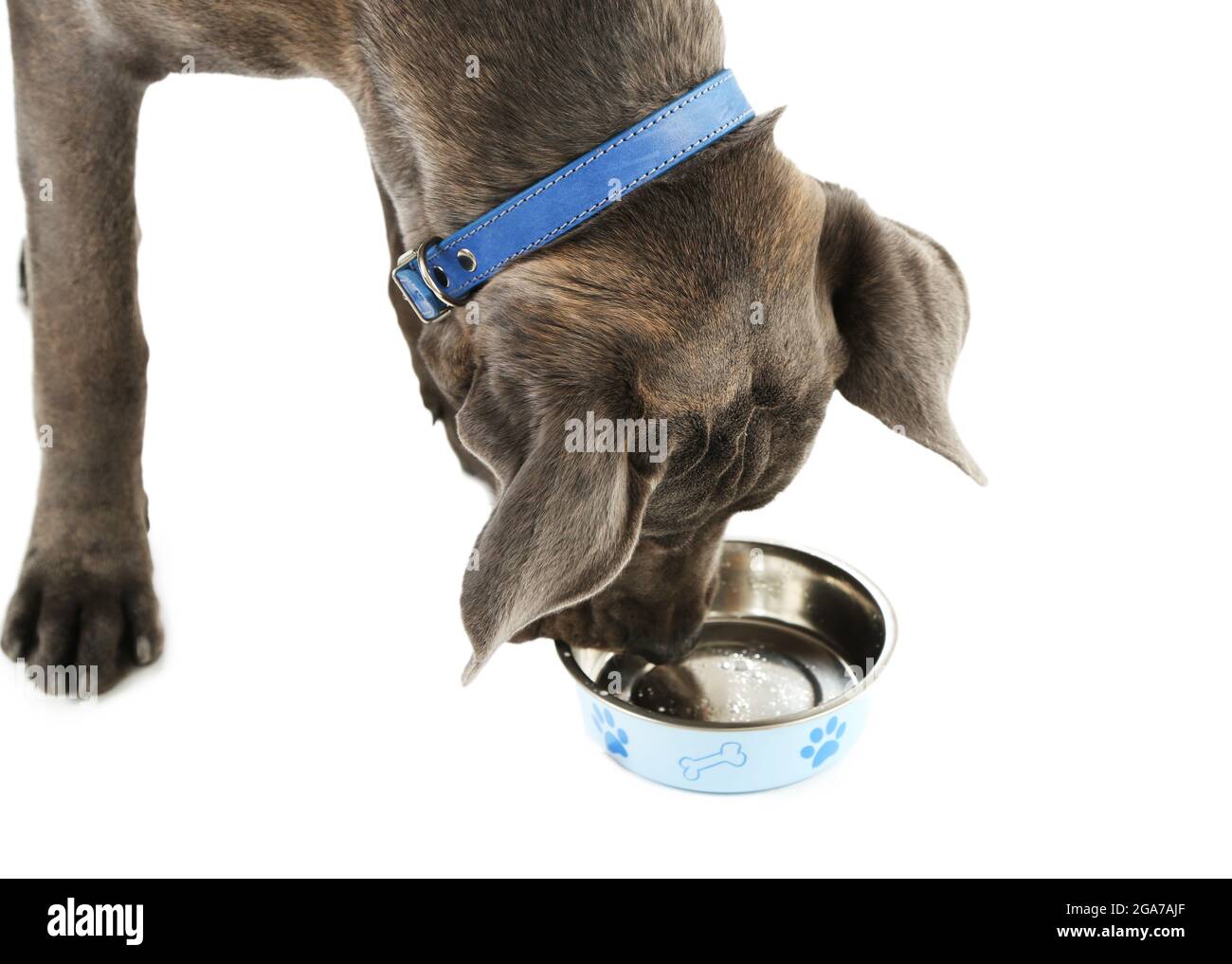 How Much Food Does A Cane Corso Eat