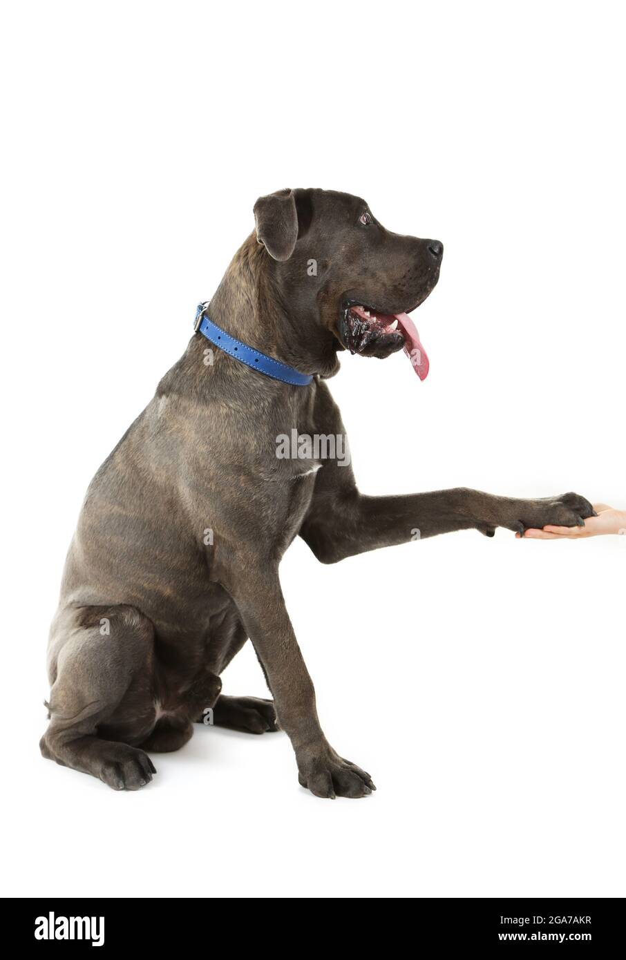 Cane corso italiano dog give a paw to human hand, isolated on white