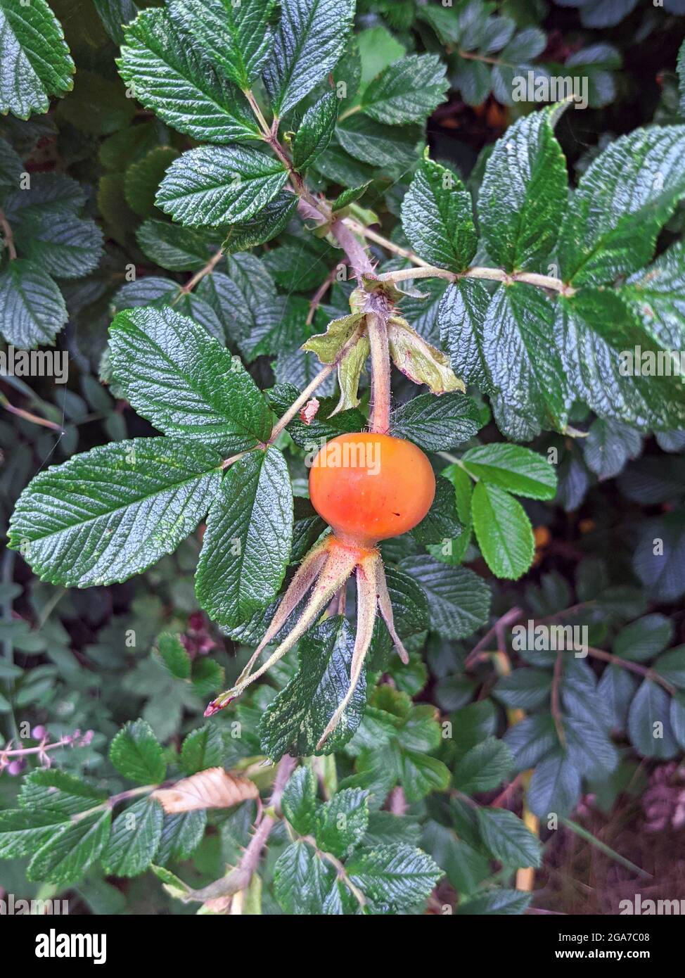 Large orange rose hip and green leaves Stock Photo