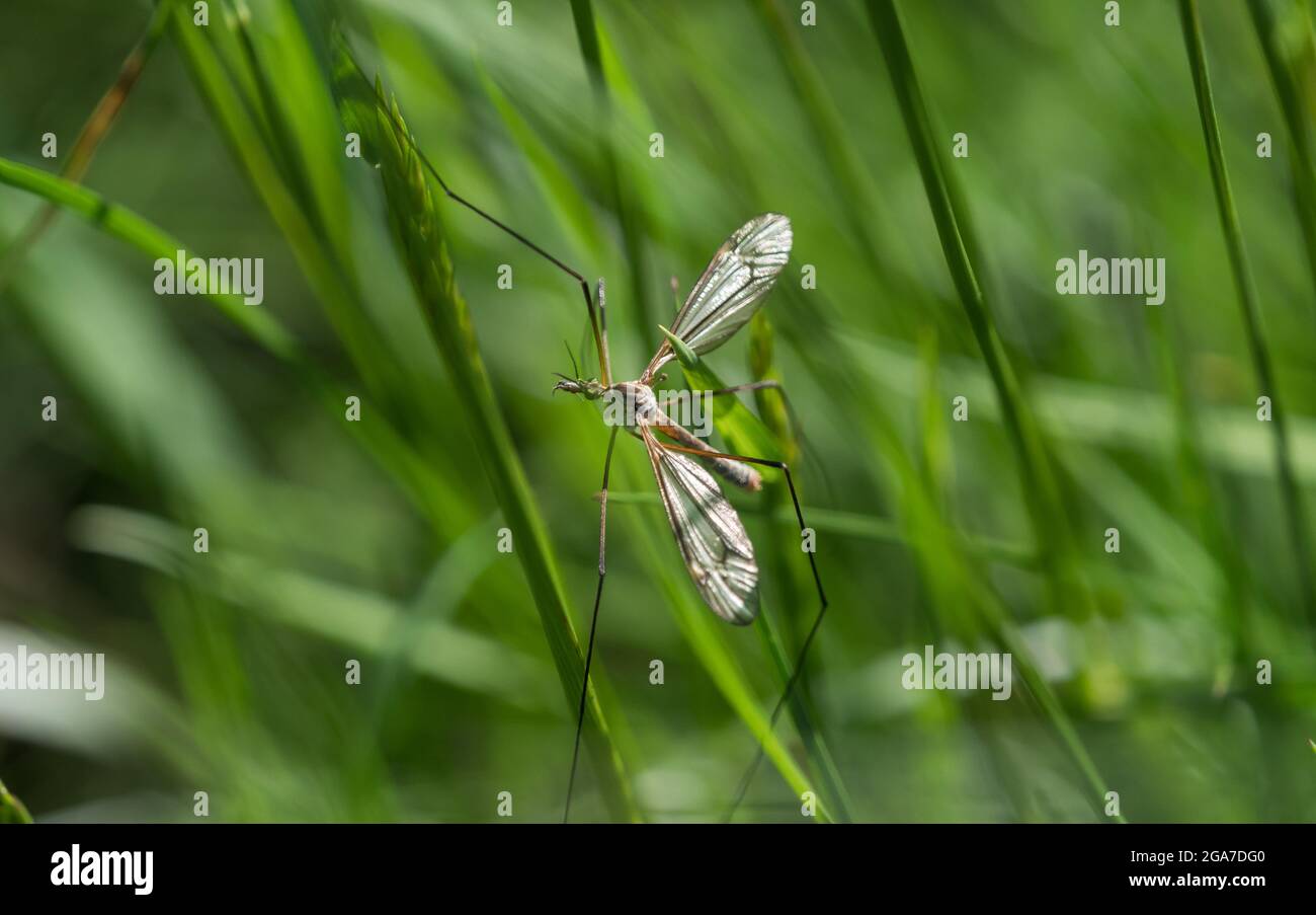 Closeup shot of two dragonflies breeding on a grass Stock Photo - Alamy