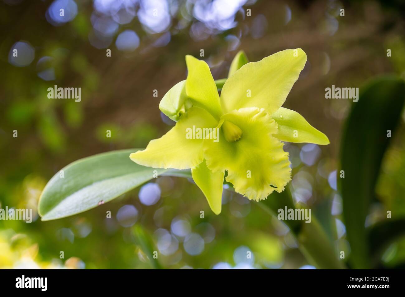 Selective focus shot of a green cattleya head with a green leaf under sunlight Stock Photo
