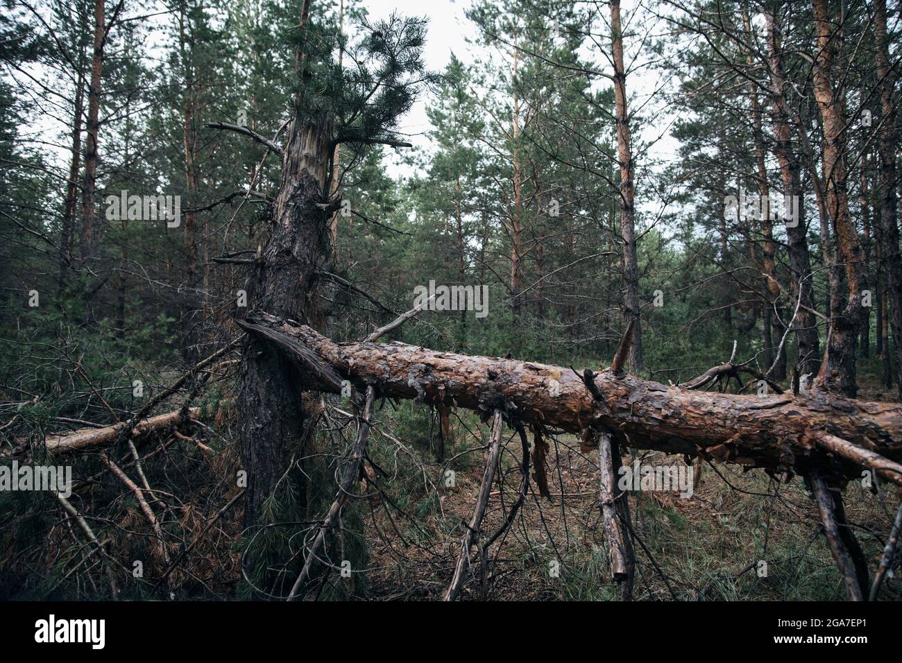 Fallen tree in a pine forest after a strong hurricane wind Stock Photo ...