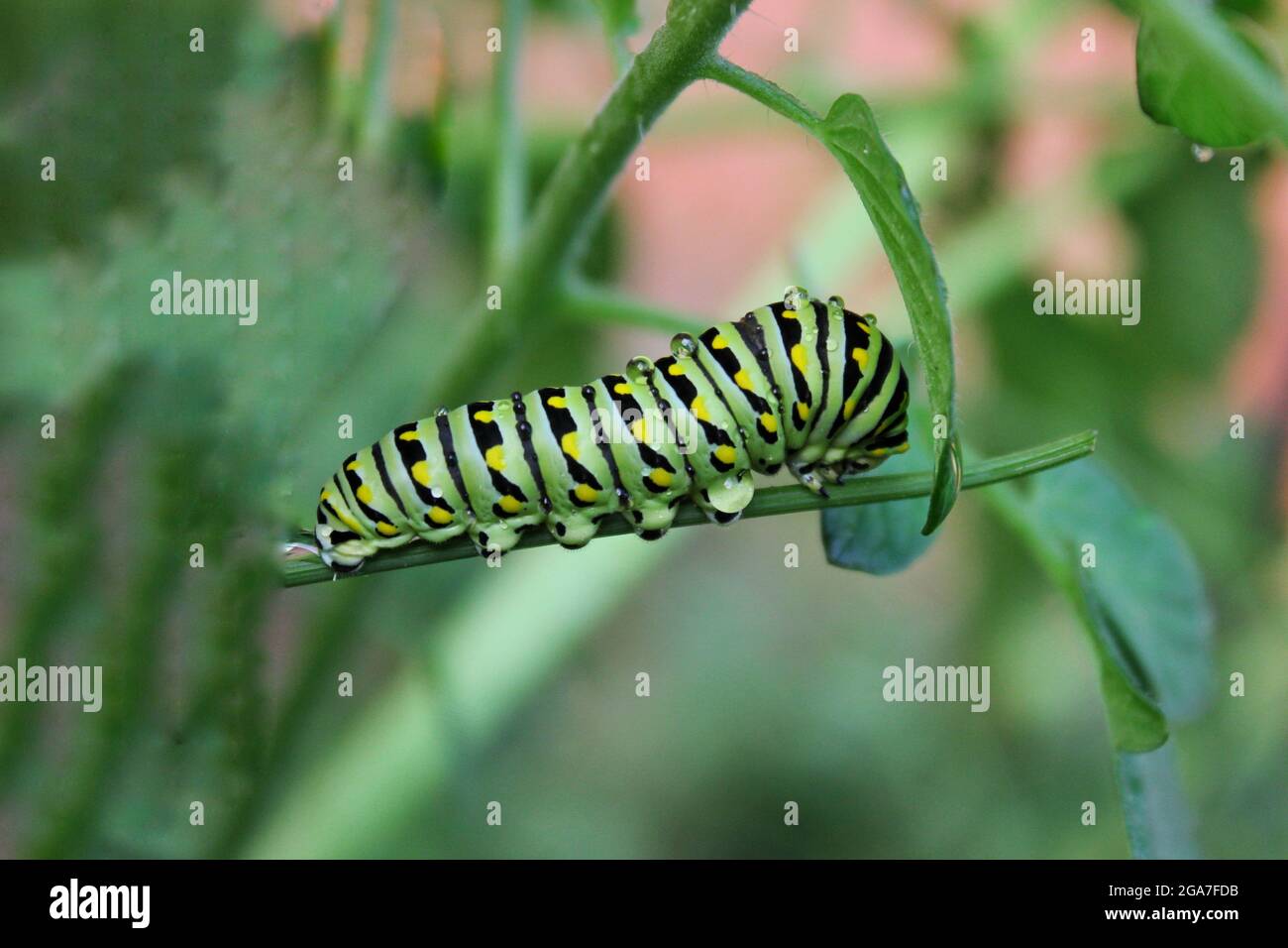 A yellow, black, and green viceroy butterfly caterpillar walking on a