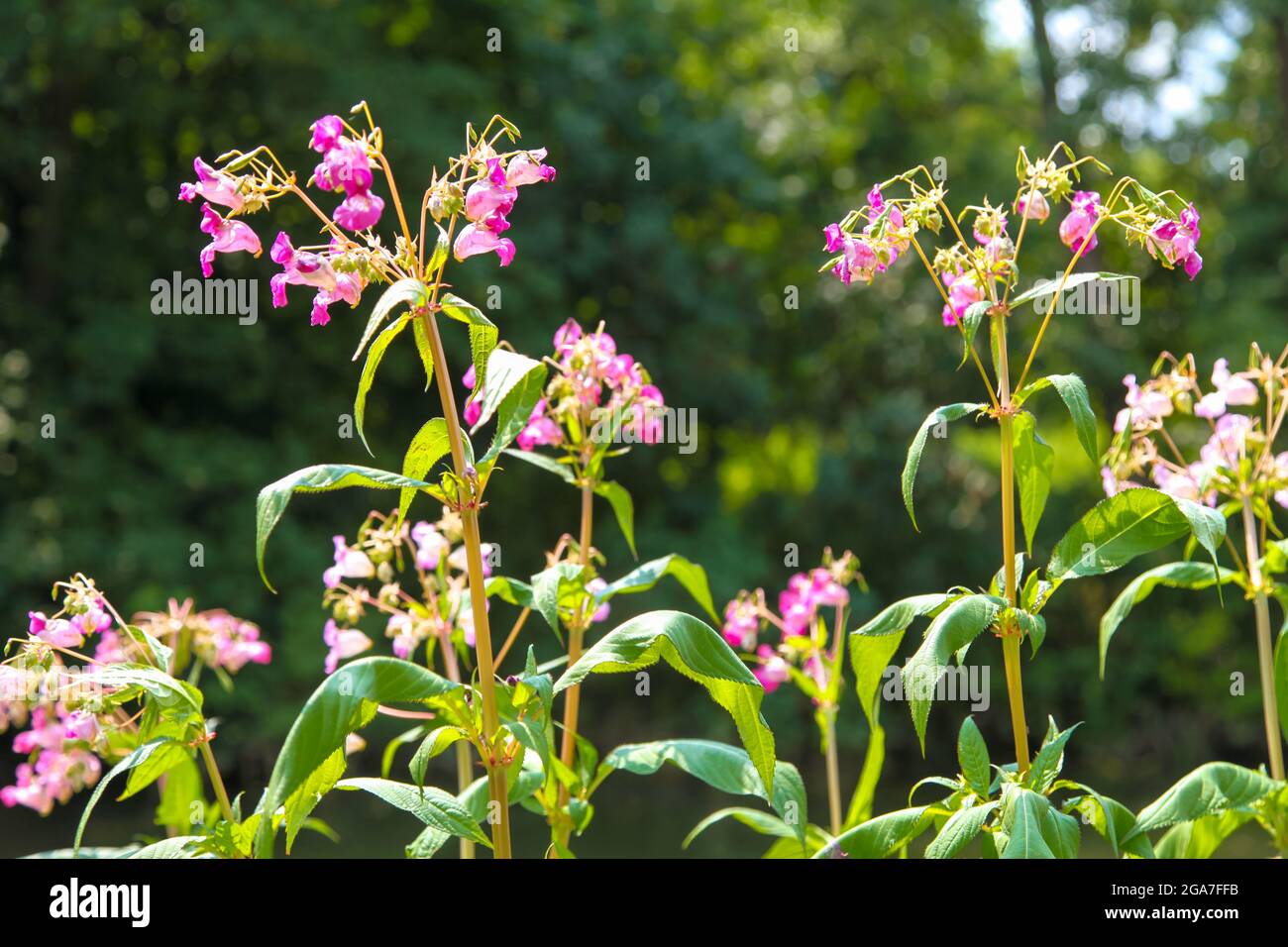Himalayan Balsam (Impatiens glandulifera), A non-native invasive plant. The largest annual plant in Britain, growing at River Mole, Leatherhead, Surre Stock Photo