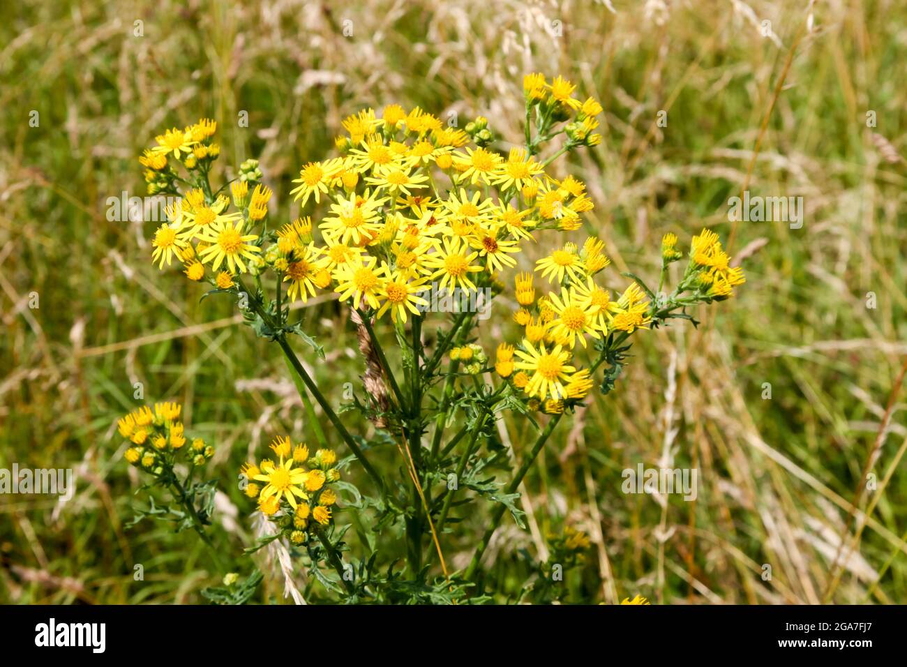 Common ragwort (Senecio jacobaea), meadow flowers/weeds  daisy-like, yellow flower heads growing, Leatherhead, Surrey, England, UK, summer, July 2021 Stock Photo