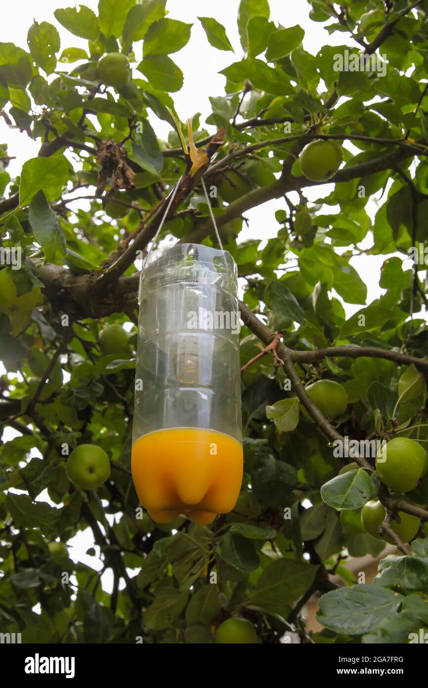 Wasp trap hanging from apple tree branch made from plastic bottles to