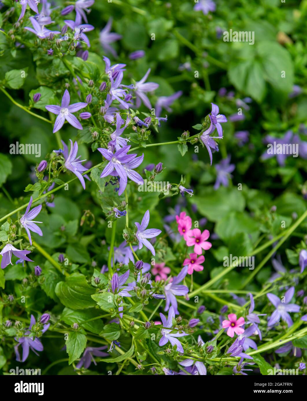 The Phoenix community garden is a tranquil haven in central London