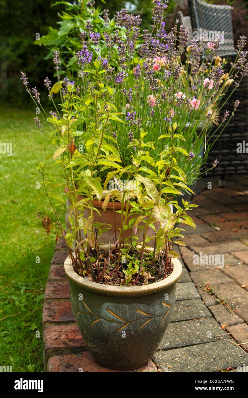 Potted Mint herb plant growing in English Garden in Surrey, England, UK