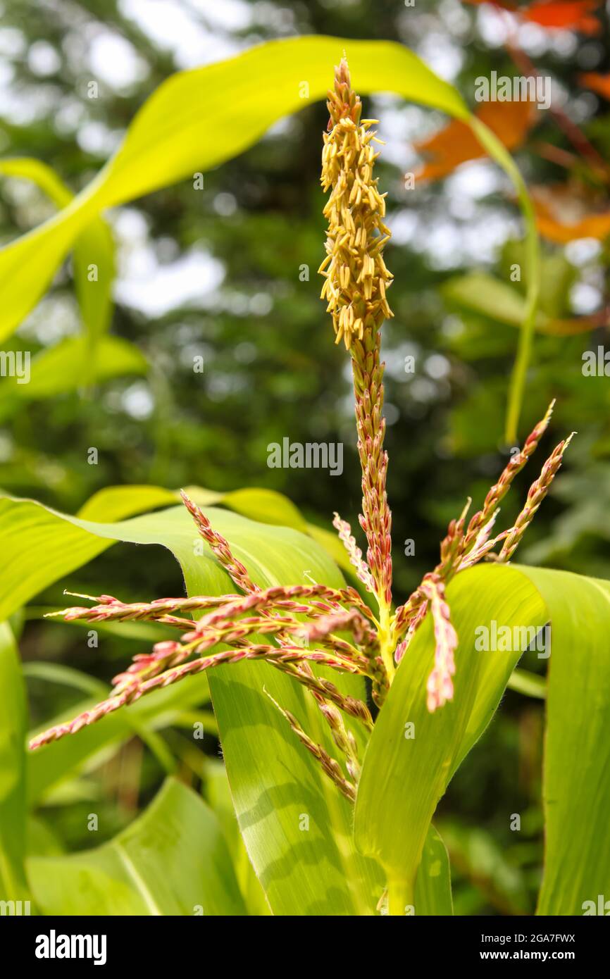 Growing sweetcorn plants in English garden, Surrey, England, UK, Summer