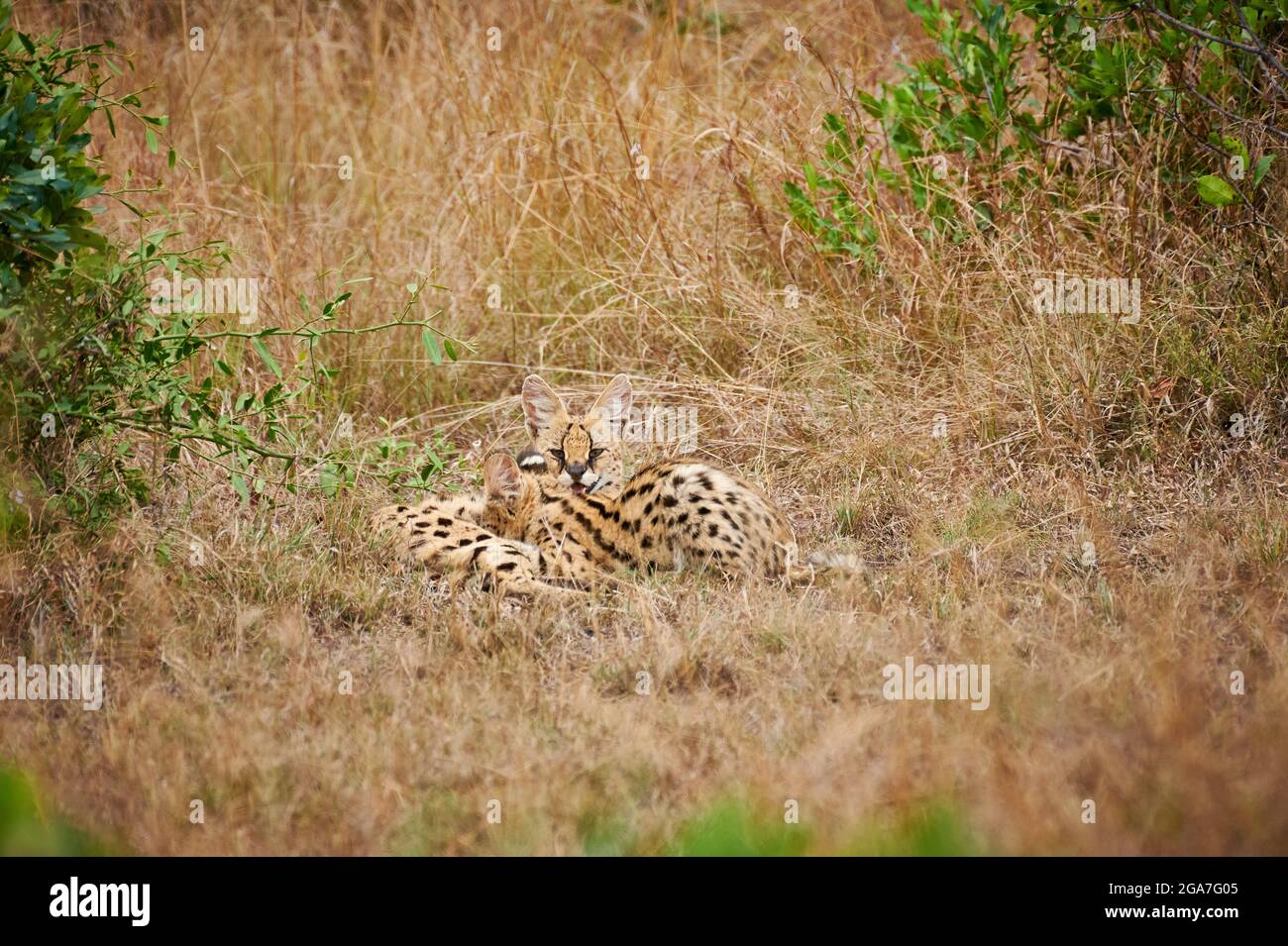 Serval mit Jungtier (Leptailurus serval), Serengeti National Park, Tansania, Afrika |Serval with suckeling cub (Leptailurus serval), Serengeti Nationa Stock Photo