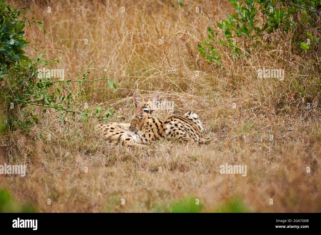 Serval mit Jungtier (Leptailurus serval), Serengeti National Park, Tansania, Afrika |Serval with suckeling cub (Leptailurus serval), Serengeti Nationa Stock Photo