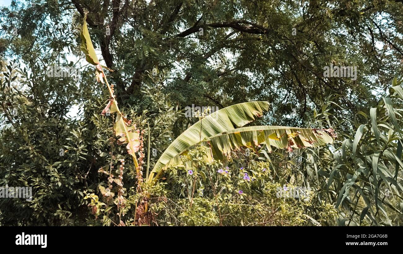 A banana palm tree in the forest (Marche, Italy, Europe) Stock Photo