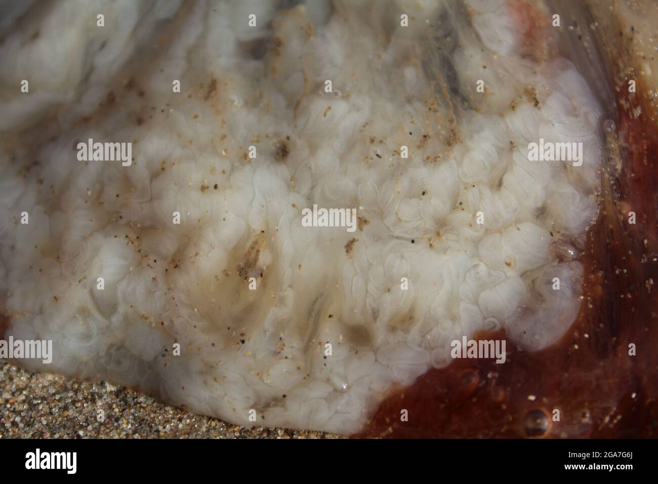 Jellyfish closeup Stock Photo