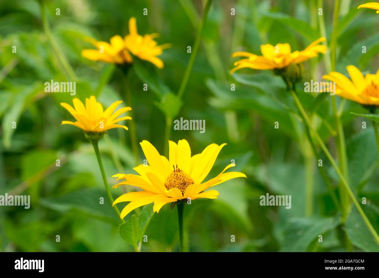 Heliopsis helianthoides, rough oxeye yellow flowers in meadow closeup selective focus Stock Photo