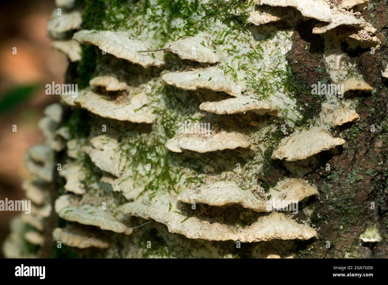 white wood decayed fungus on oak tree closeup selective focus Stock