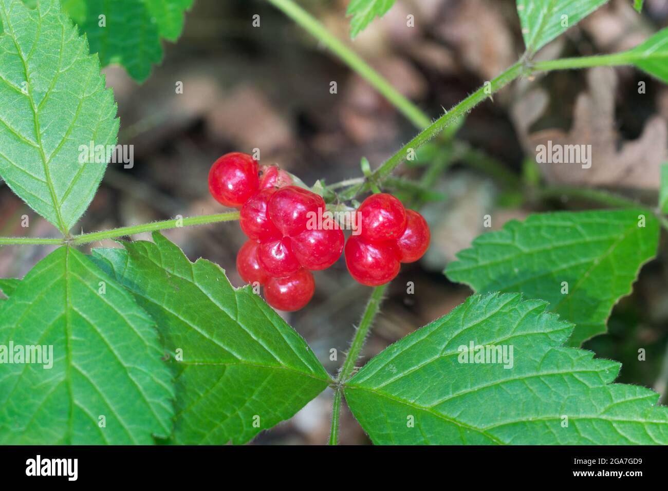 Rubus saxatilis, stone bramble berries on twig closeup selective focus Stock Photo