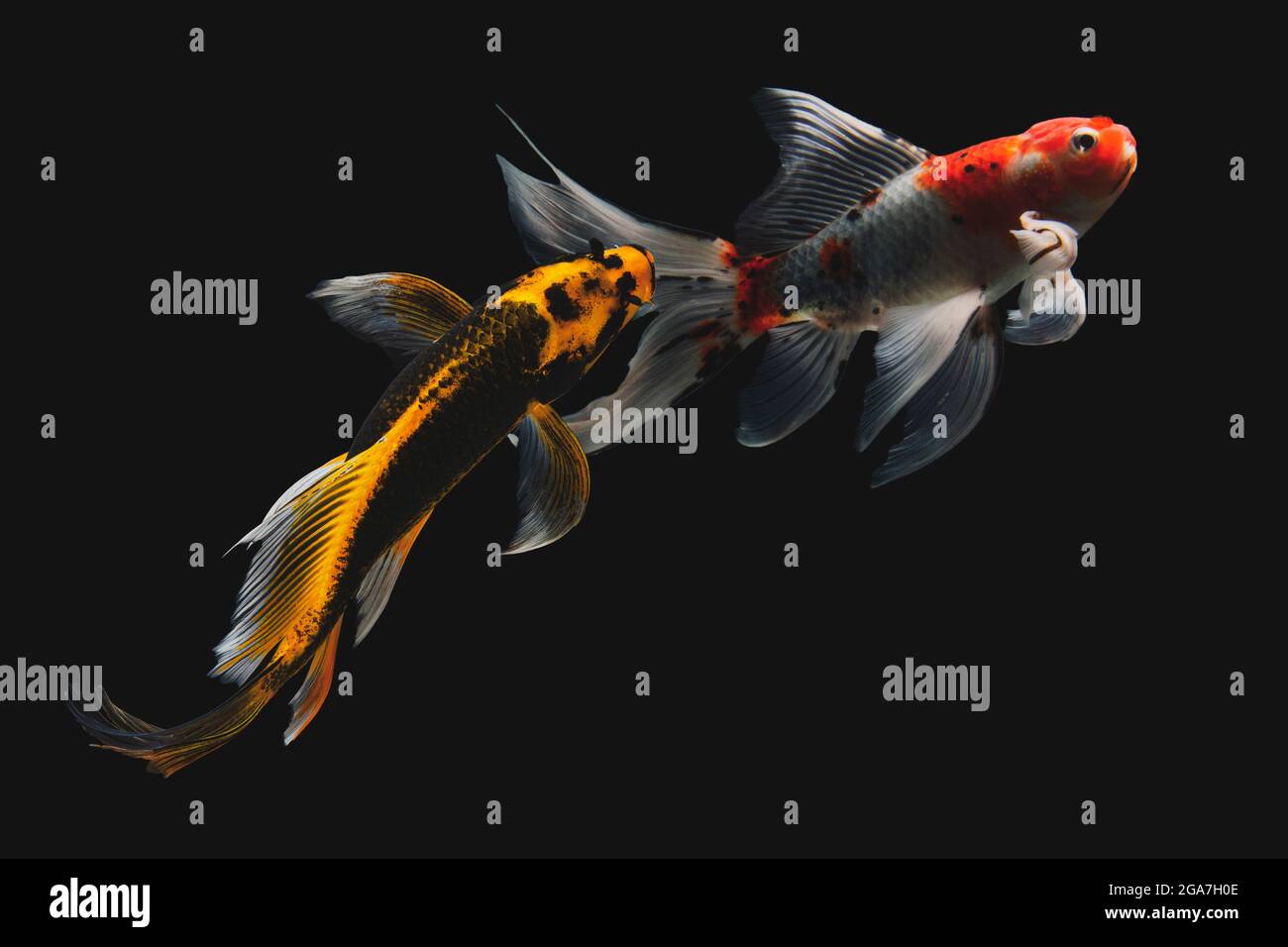 Koi fish jump Stock Photo - Alamy