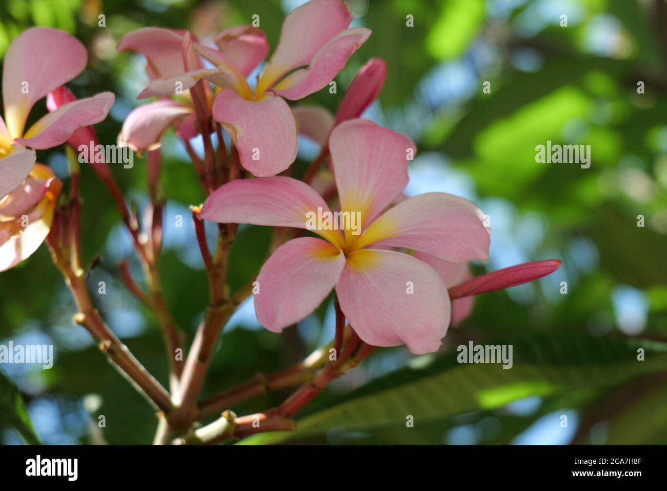 frangipani flowers Close up beautiful Plumeria. Amazing of Thai