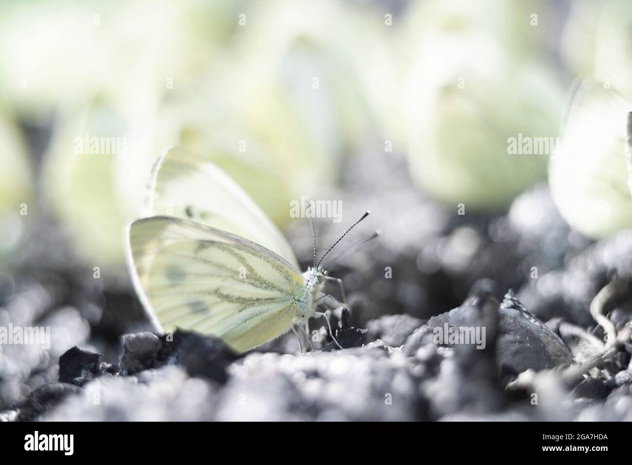 Swarm butterflies hi-res stock photography and images - Alamy