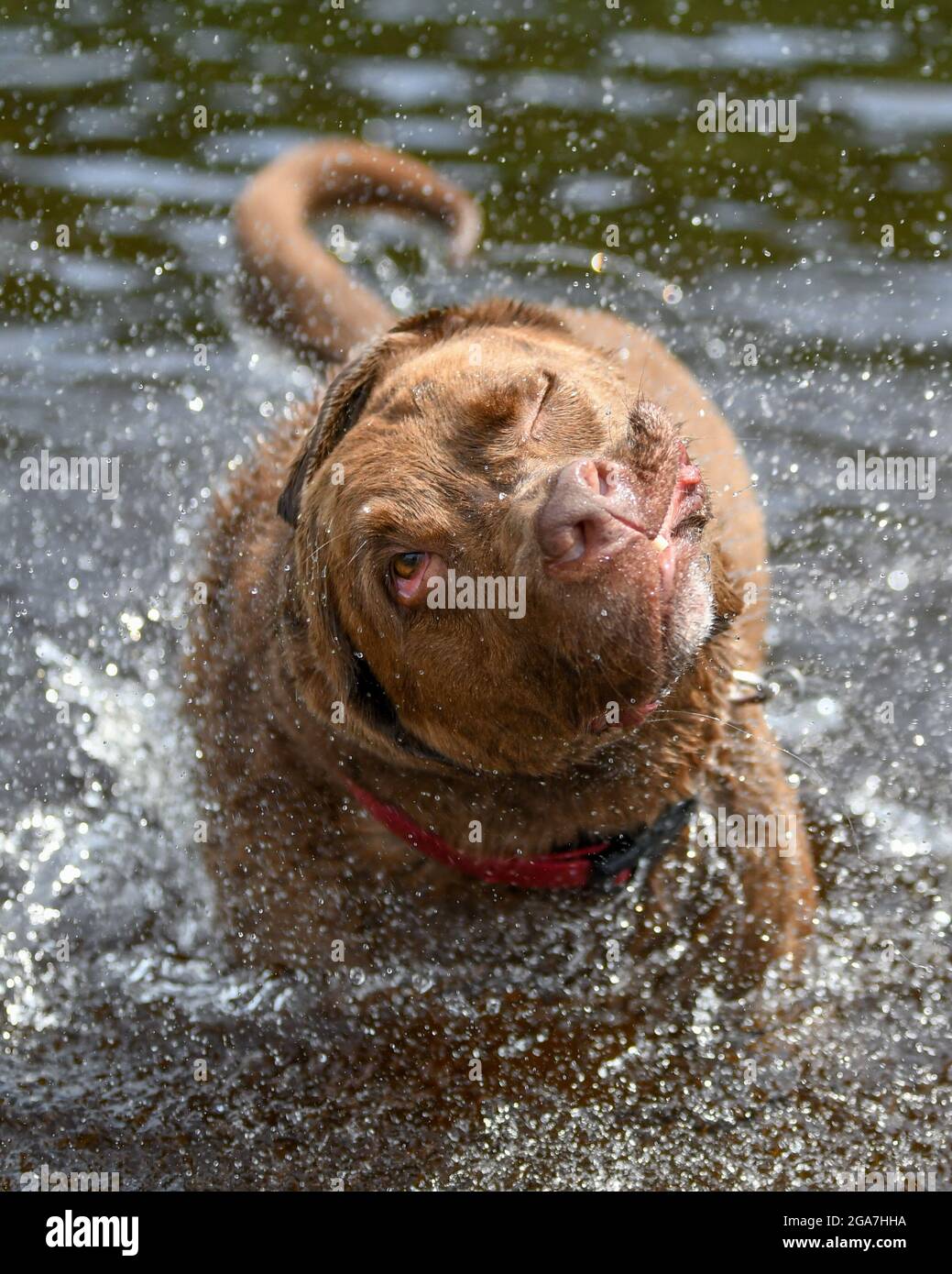 Crazy dog / silly dog shaking off water - silly face with wild eyes and strange expression Stock Photo