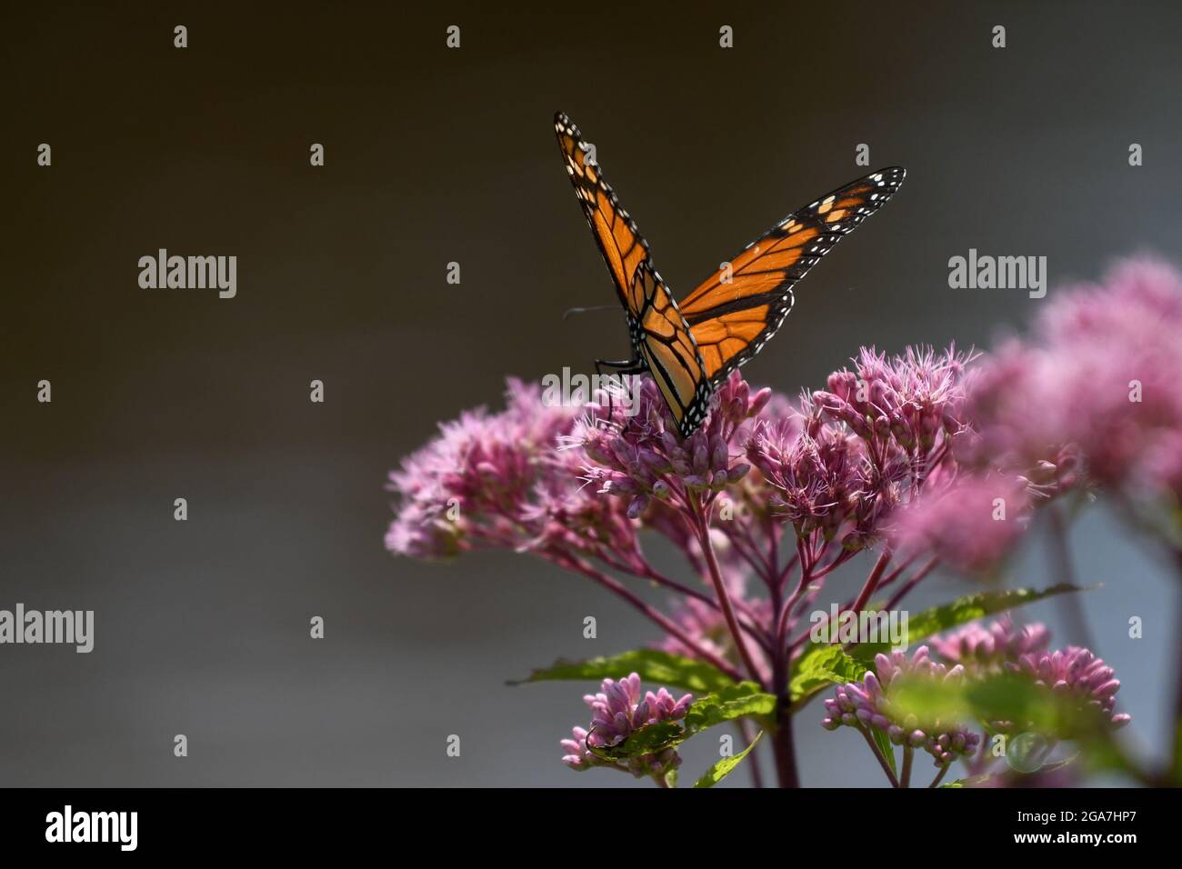 Monarch butterfly Danaus plexippus on Eutrochium purpureum pink wildflower in Adirondack State Park New York migrating butterfly Stock Photo