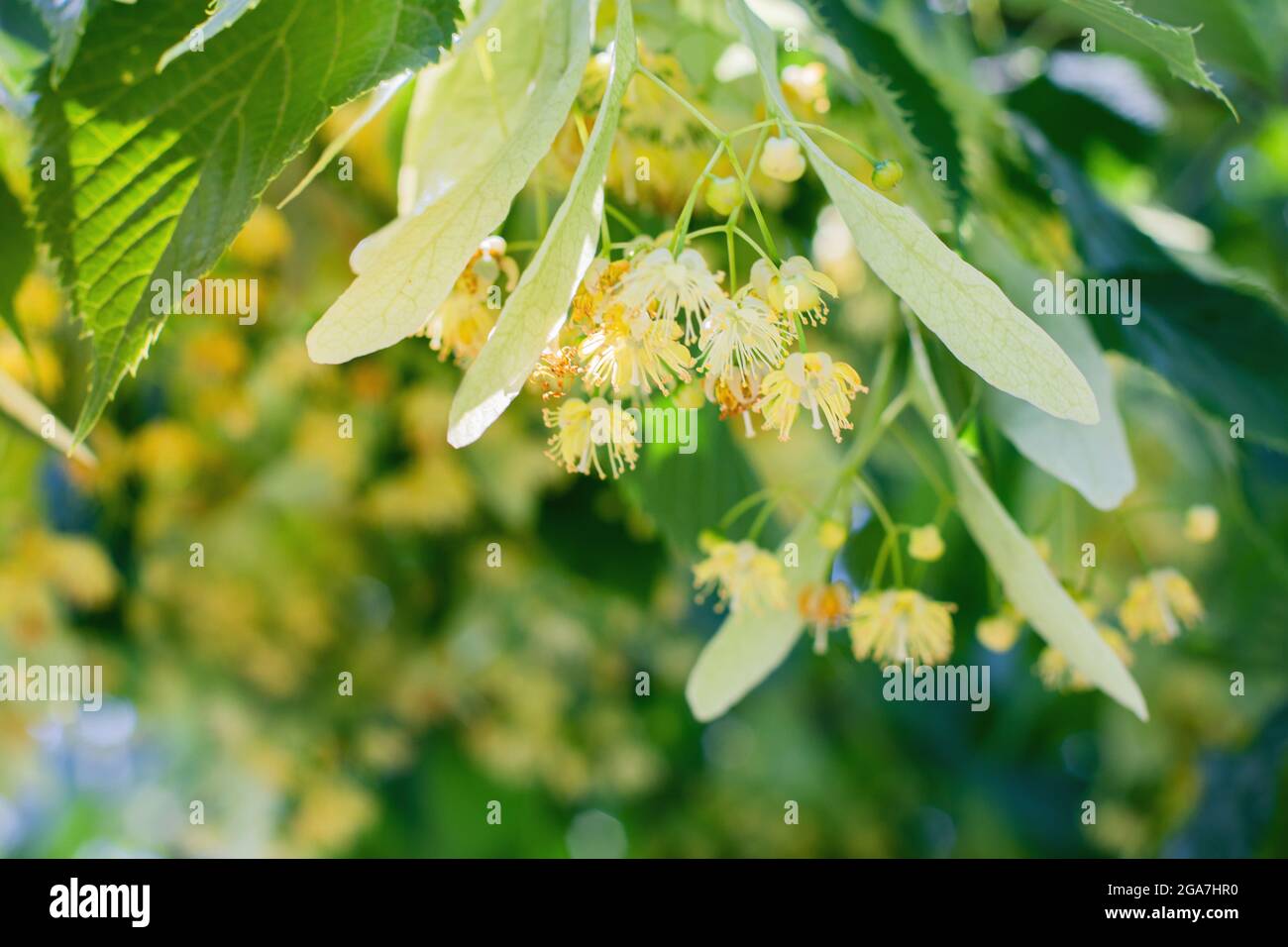 spring background with closeup of Linden tree flowers  Stock Photo
