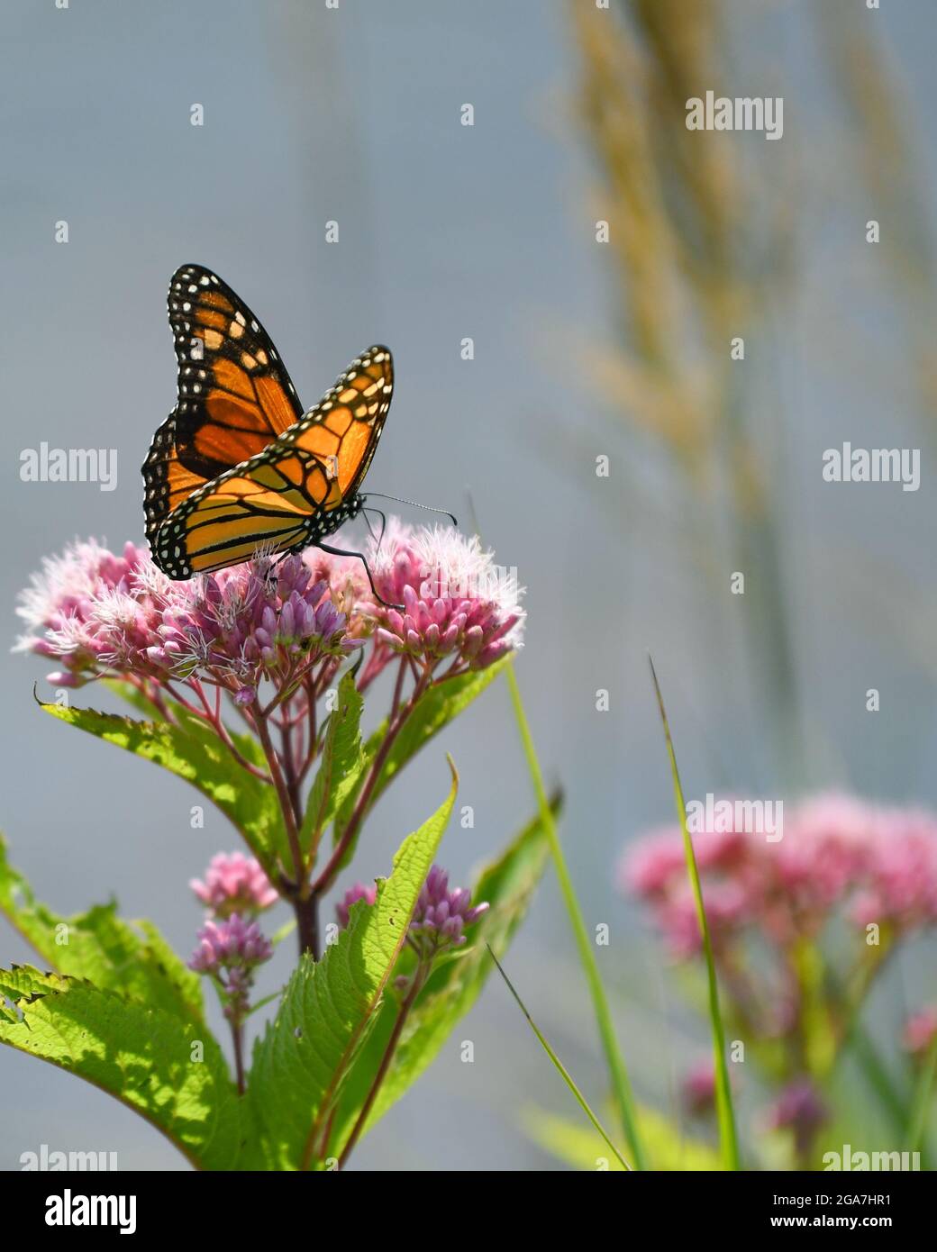 Monarch butterfly Danaus plexippus on Eutrochium purpureum pink wildflower in Adirondack State Park New York migrating butterfly Stock Photo