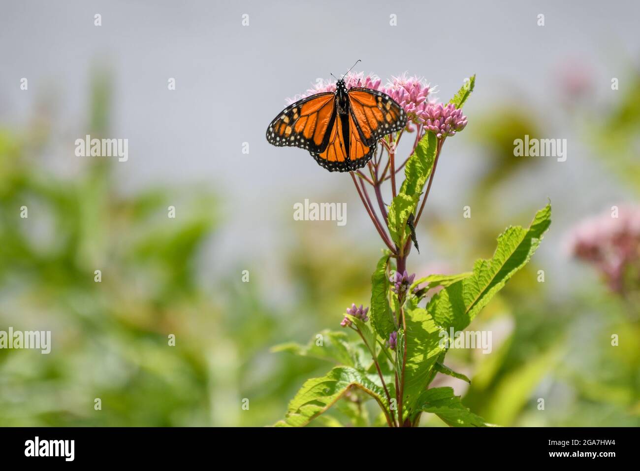 Monarch butterfly Danaus plexippus on Eutrochium purpureum pink wildflower in Adirondack State Park New York Stock Photo