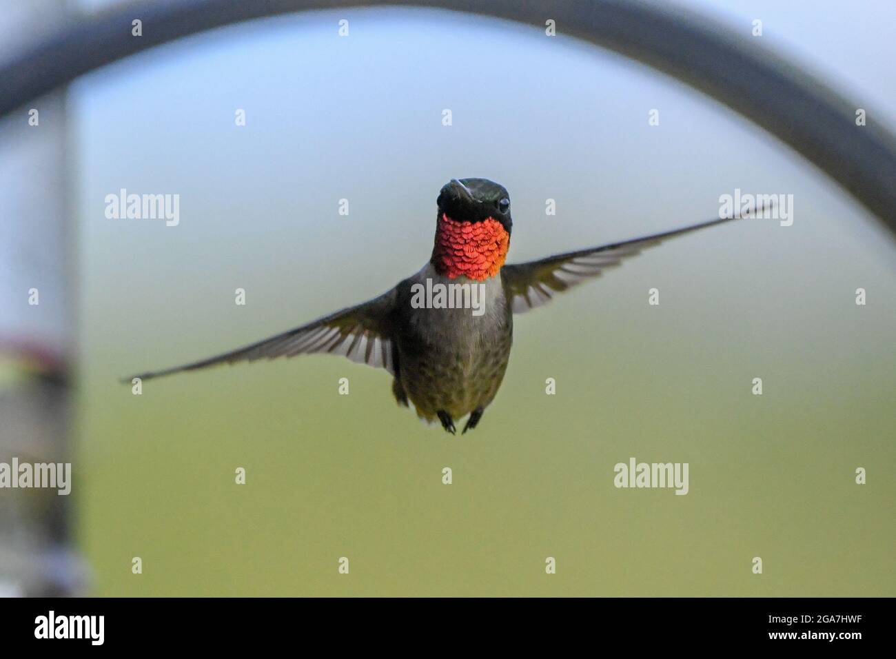 Ruby-throated hummingbird Archilochus colubris on a hummingbird feeder in Adirondack State Park New York Stock Photo