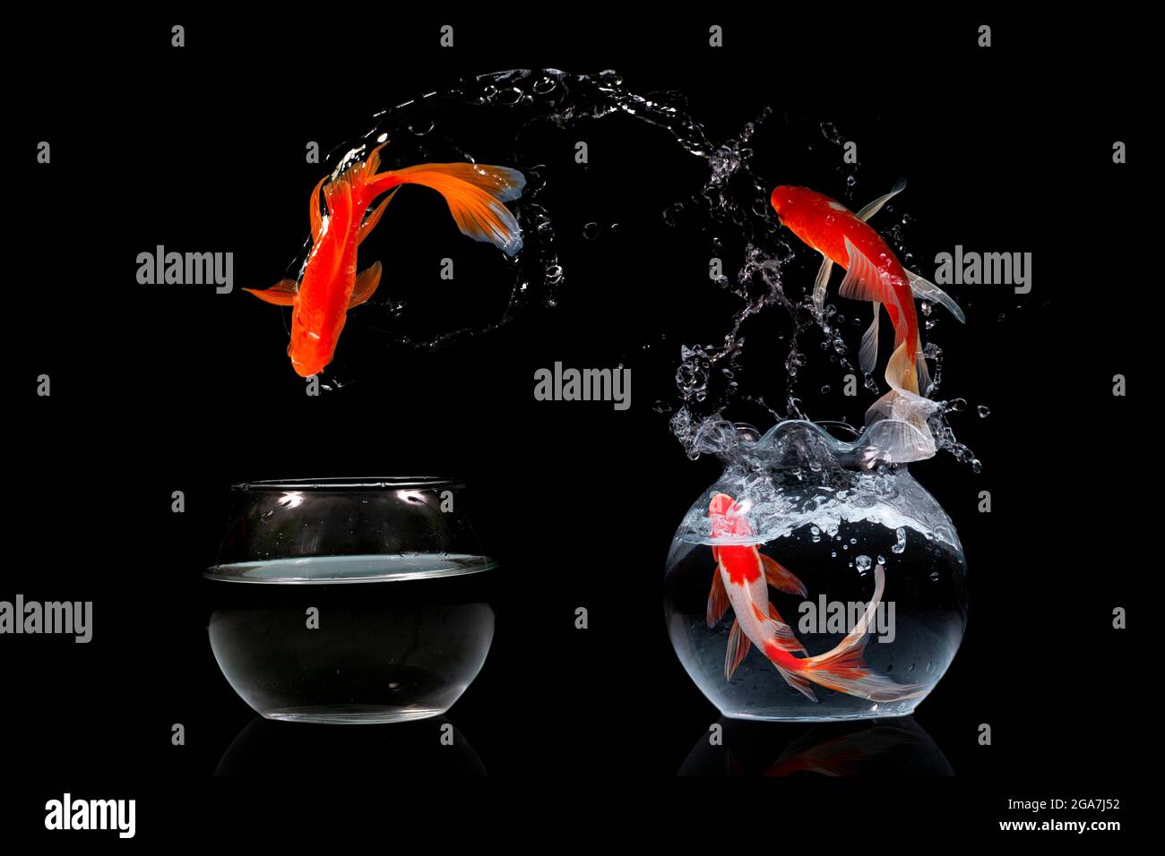 Fish that jump hi-res stock photography and images - Alamy