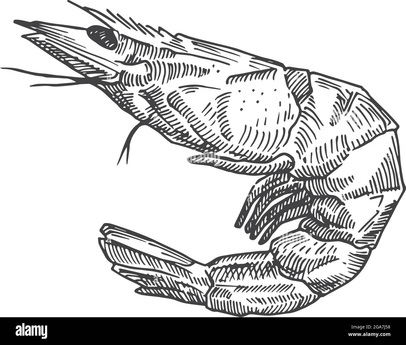 Hand Drawn Shrimp Vector Illustration. Abstract Seafood Sketch. Prawn