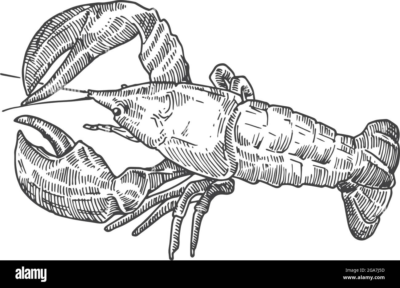 How to draw a lobster  Step by step Drawing tutorials