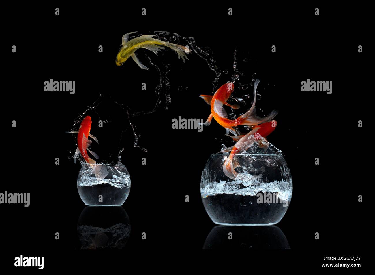 Koi fish jump Stock Photo - Alamy