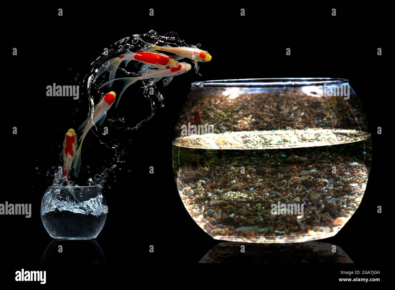 Koi fish jump Stock Photo - Alamy