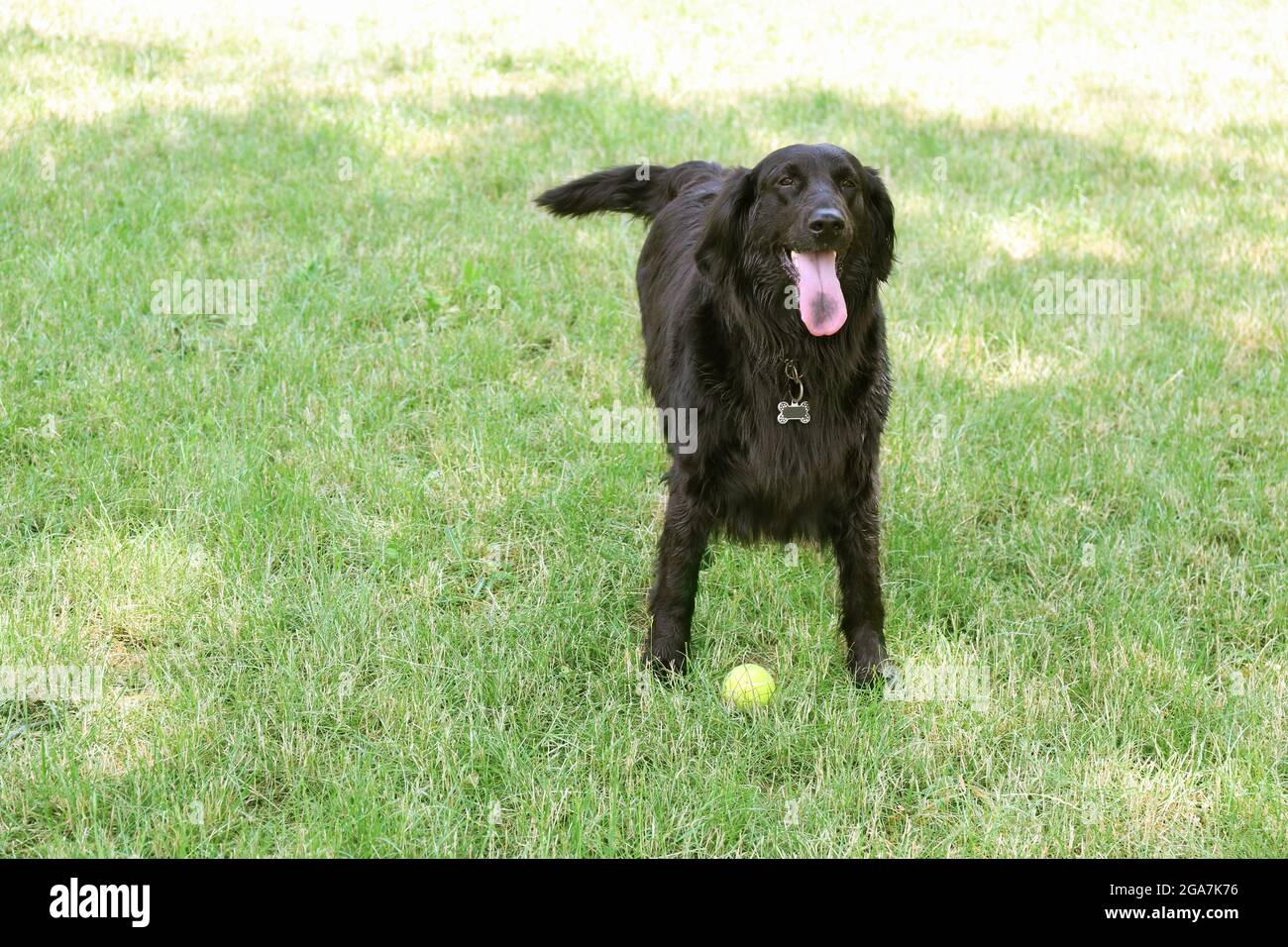 Big black dog with ball over green grass background Stock Photo Alamy