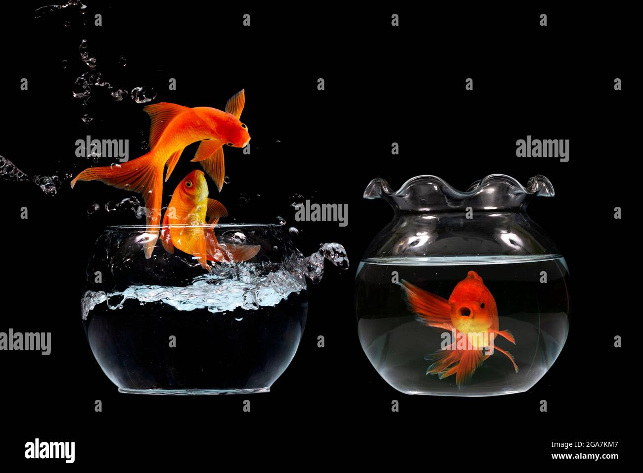 Koi fish jump Stock Photo - Alamy