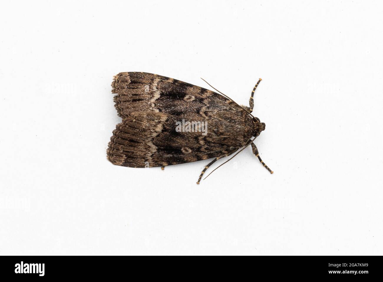 Copper Underwing Moth (Amphipyra pyramidea) Stock Photo