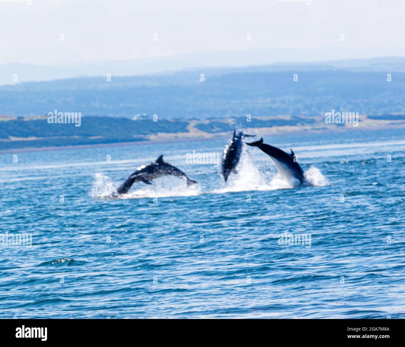 Wild bottlenose dolphins,Tursiops truncatus jumping  out of the water, Chanonry Point, Black Isle,  Moray Firth, Highland, Scotland Stock Photo