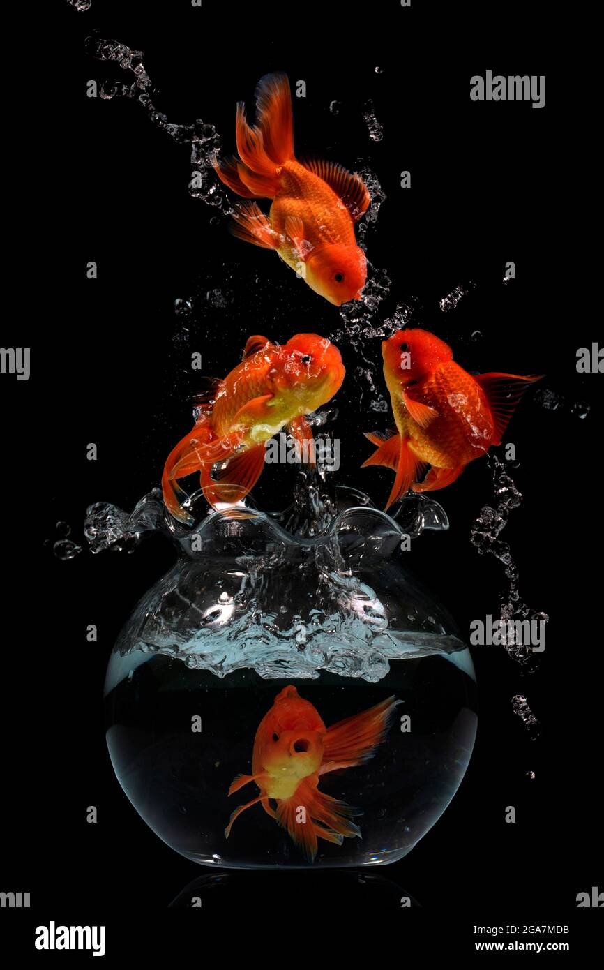 Koi fish jump Stock Photo