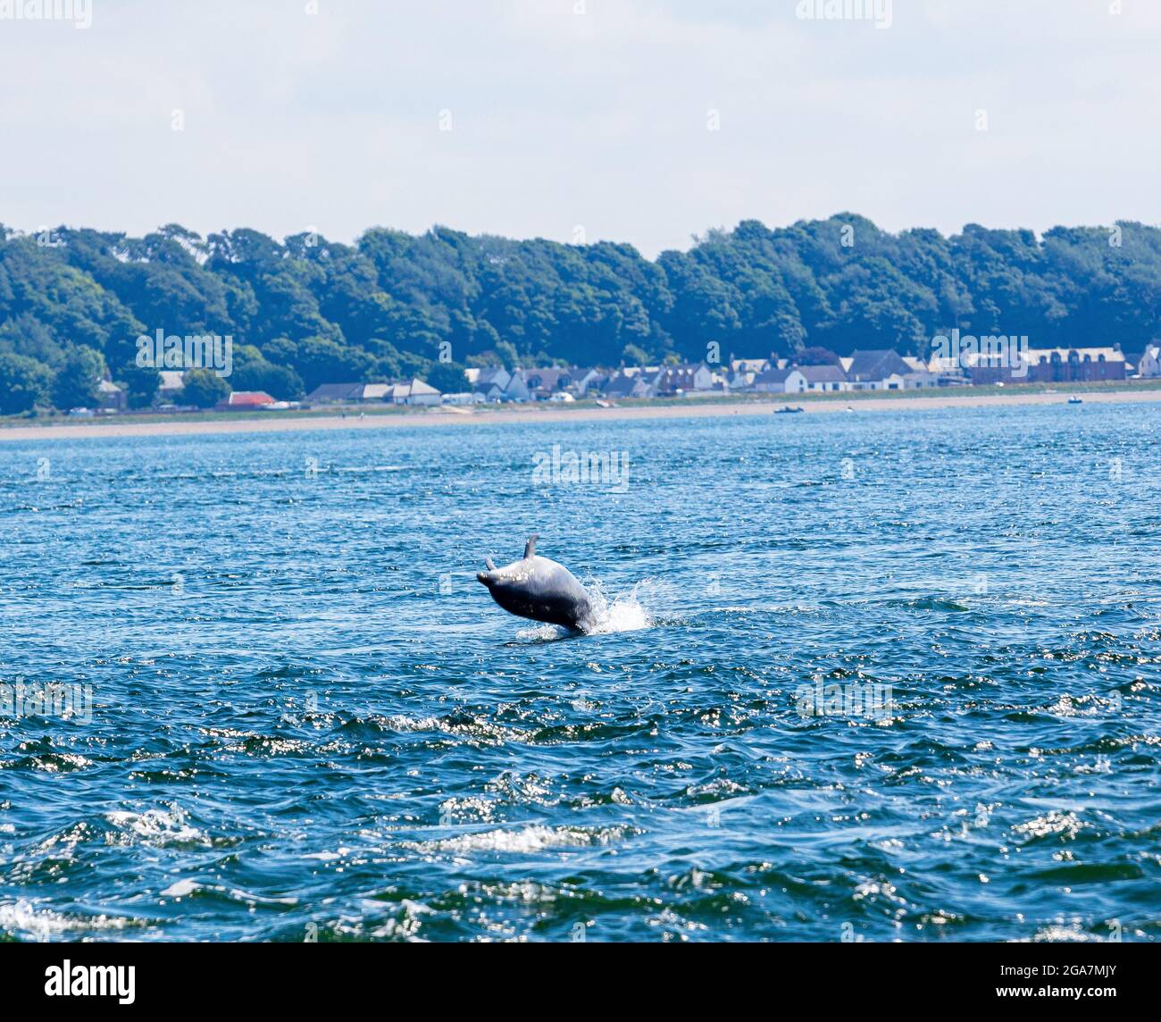 Wild bottlenose dolphins,Tursiops truncatus jumping  out of the water, Chanonry Point, Black Isle,  Moray Firth, Highland, Scotland Stock Photo