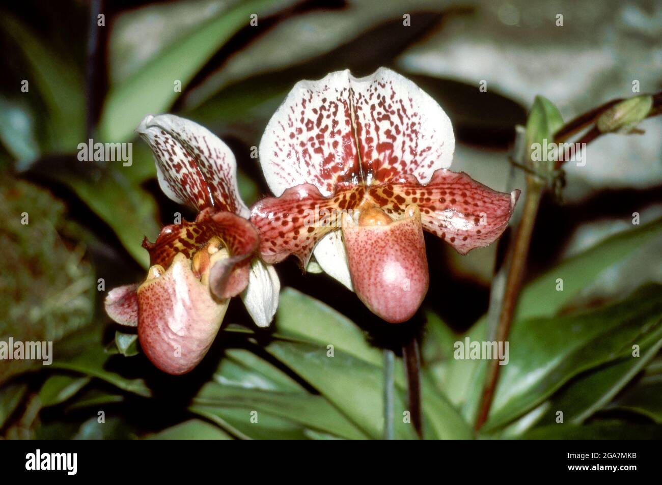 Orchid Paphiopedilum KEN'S FESTIVAL Stock Photo