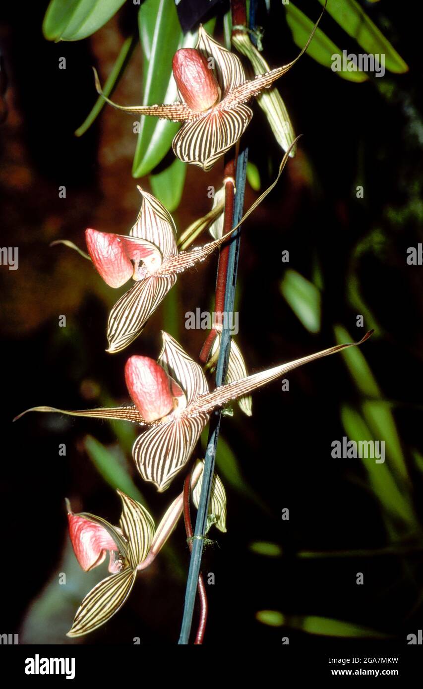 Orchid Paphiopedilum rothschildianum - Mont Millias Stock Photo