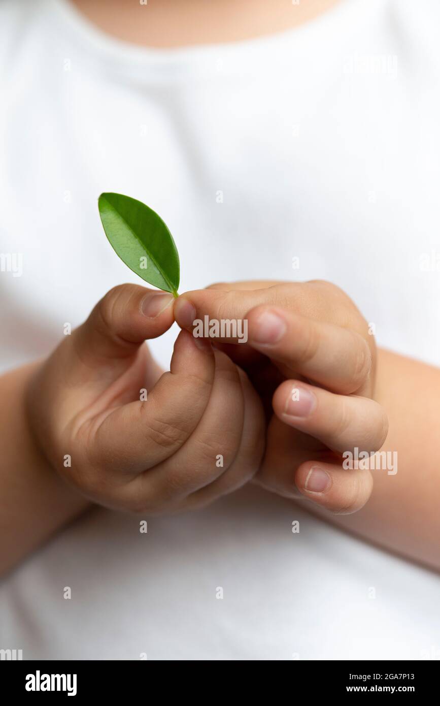 Close Up of Young Boy Hand Holding Leaf Stock Photo