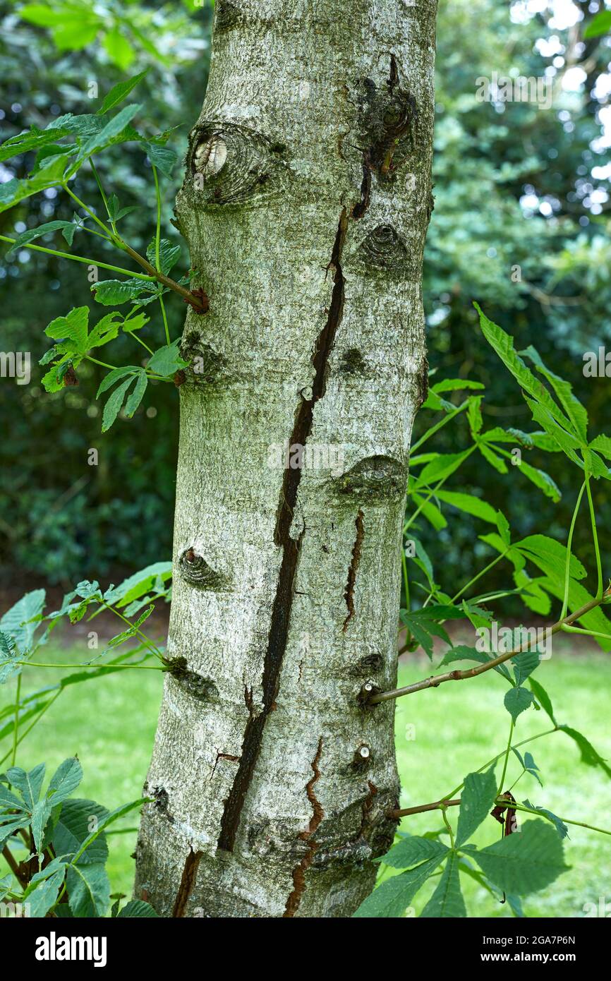 Young Horse Chestnut tree showing splitting diseased trunk Stock Photo