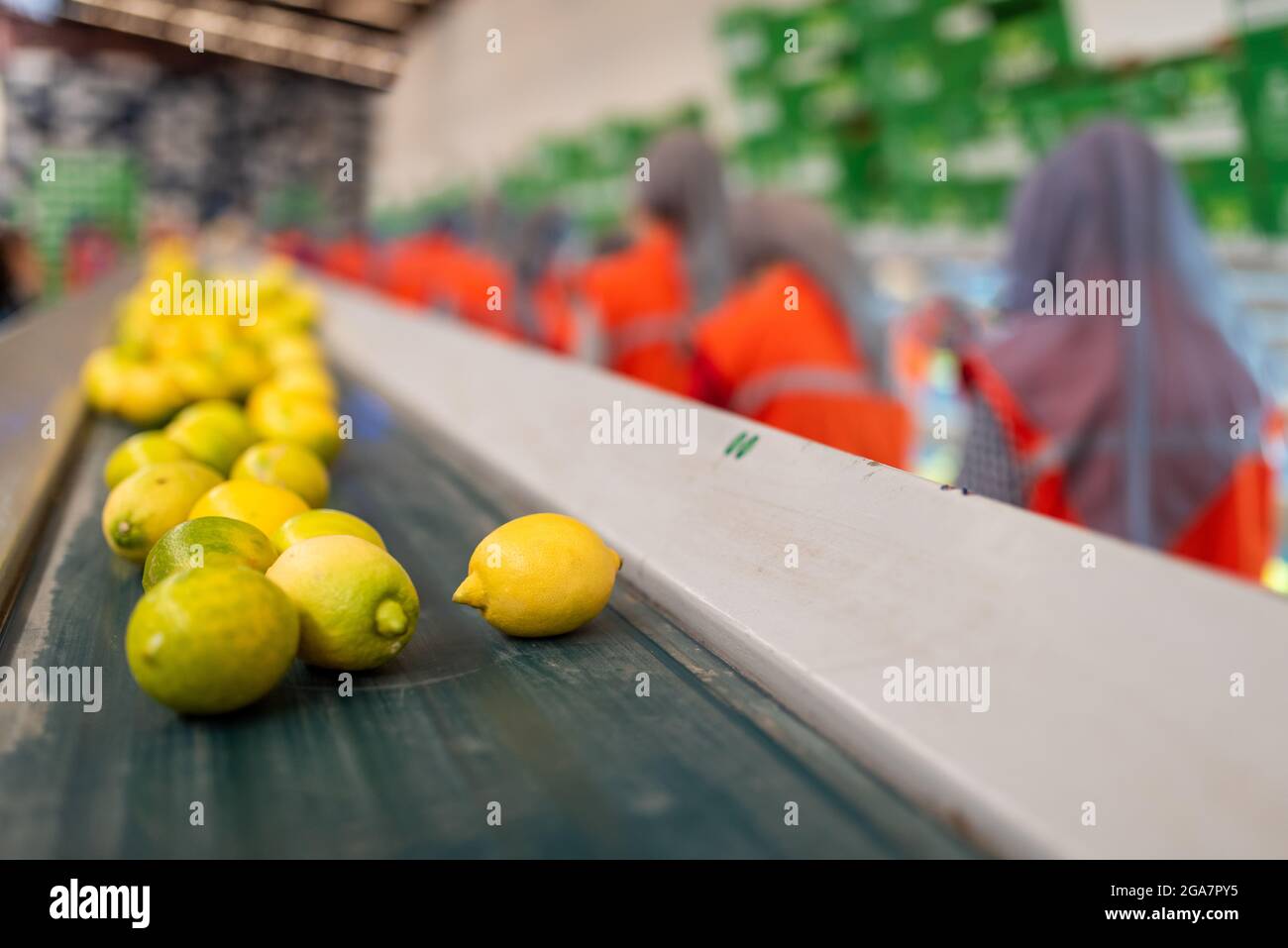 A pile of fresh harvest exotic fruite lemon, on packaging line. citrus family. High quality photo Stock Photo